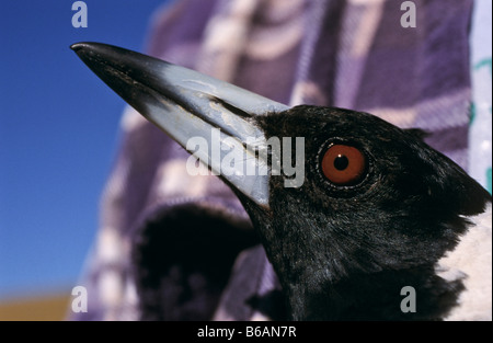 Elster, Deutschland Stockfoto