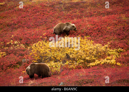 Auch genannt Grizzly Bear Brown Bear Denali Nationalpark, Alaska Stockfoto