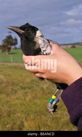Forscher mit Magpie, Australien Stockfoto