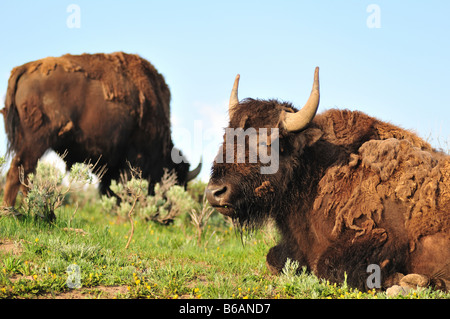 Ein großen Bison ruht auf einem Hügel im Yellowstone Park während Mitglied anderen Herde im Hintergrund weidet Stockfoto