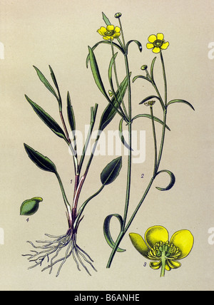 Ranunculus Flammula Giftpflanzen Illustrationen Stockfoto