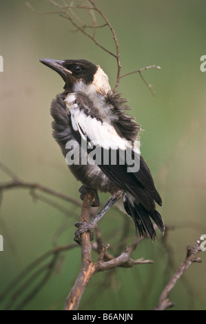 Australische magpie Stockfoto