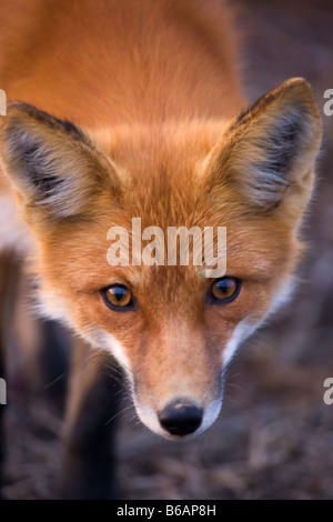 Red Fox Denali Nationalpark, Alaska Stockfoto