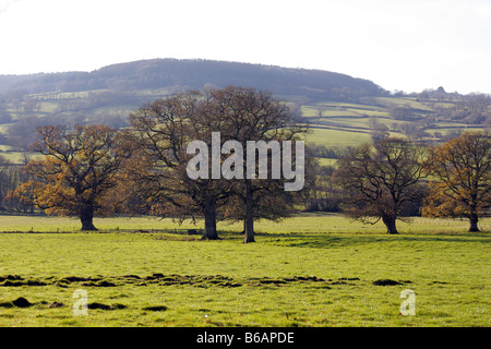 Frühwinter mit Eichen Loking in Richtung Blackborough von Leigh Gericht Culm Valley Blackdown Hügel Devon Stockfoto