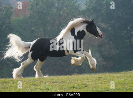 Drum Horse Hengst Stockfoto