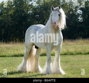 Gypsy Vanner Horse Hengst Stockfoto