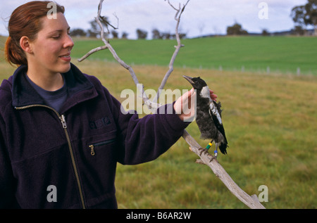 Frau mit Australian Magpie Stockfoto