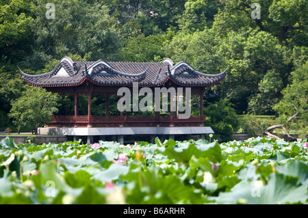 Lotus gerührt von Brise in Quyuan Garten in West Lake Hangzhou Zhejiang Provinz Stockfoto