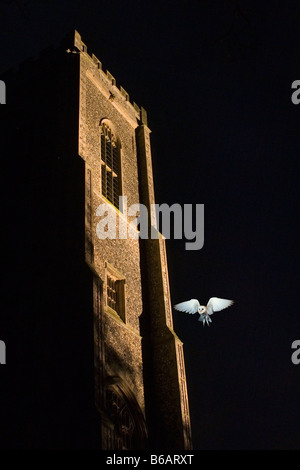 Scheune Owl Tyto alba fliegen in der Nacht auf dem Friedhof Stockfoto