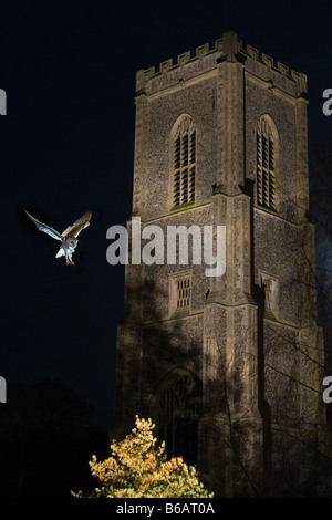 Scheune Owl Tyto alba fliegen in der Nacht auf dem Friedhof Stockfoto