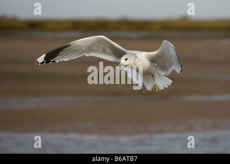 Gemeinsamen Gull Larus Canus Winter Norfolk Stockfoto