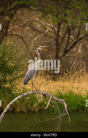 wild wild grau Reiher Ardea Cinerea sitzen am Wasser Kante Wasserloch Süd-Afrika Südafrika Uhr gerade für Lebensmittel nehmen Stockfoto