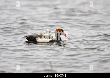 Kolbenente Netta Rufina rot Crested Tafelenten Nette rousse Stockfoto