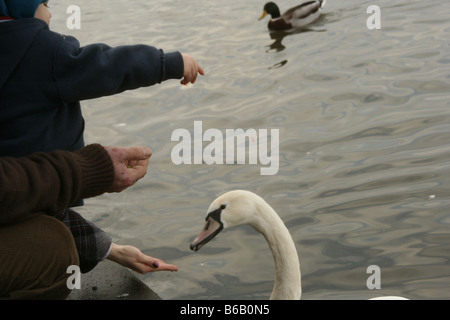 ein kleines Kind und Vater Fütterung die Schwäne an der Themse in Windsor im Winter, Berkshire, england Stockfoto