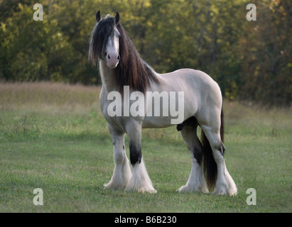 Gypsy Vanner Horse Hengst Stockfoto