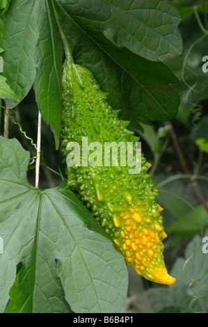 Bitter Melone, Balsambirne (Momordica Charantia), Reife Früchte Stockfoto