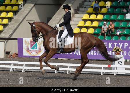 Pferdesport. Dressur Stockfoto