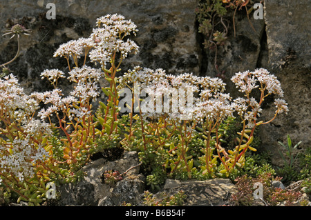 Weiße Fetthenne (Sedum Album), Blüte Stockfoto