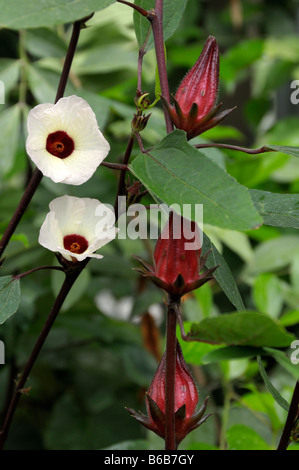 Roselle, Jamaika Sauerampfer (Hibiscus Sabdariffa), Blüten und Knospen Stockfoto