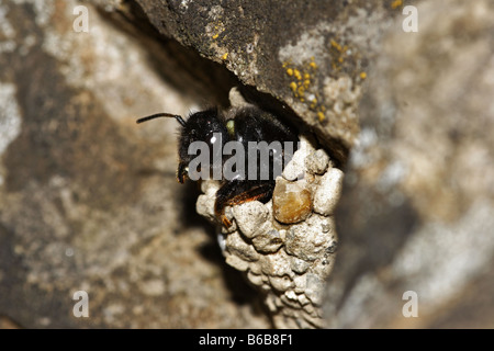 Chalicodoma Mörtelbiene Megachile Parietina Biene Stockfoto