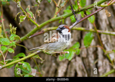 Haussperling Passer domesticus Stockfoto