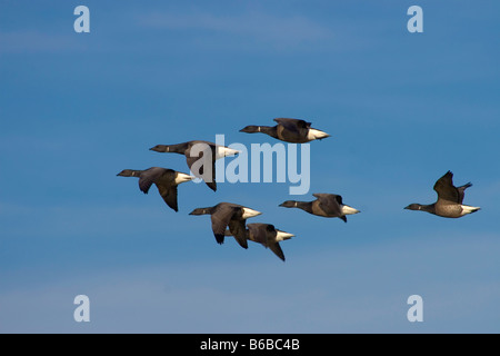 Ringelgänse in V-formation Stockfoto