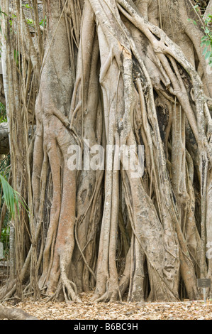 Banyan Ficus Virens Var Virens Northern Territory Australien Stockfoto