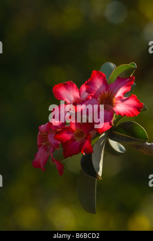 Sabi Star Kudu, Desert rose (Adenium Obesum) Blumen George Brown Botanic Gardens Darwin Northern Territory Australien September Stockfoto