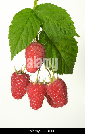 Himbeere Rubus Idaeus Zweig mit roten Beeren Studio Bild Stockfoto