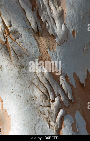 Nördlichen Salmon Gum (Eucalyptus Bigalerita) Großaufnahme der Rinde George Brown Botanic Gardens Darwin Northern Territory Australi Stockfoto