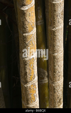 Areca Palme (Dypsis Lutescens) Nahaufnahme stammt ursprünglich aus Madagaskar, George Brown Botanic Gardens Darwin NT Australien Stockfoto