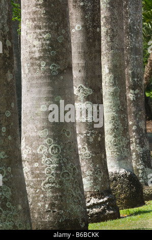 Venezolanische Königspalme (Roystonea Oleracea) Nahaufnahme des Rumpfes George Brown Botanic Gardens Darwin Northern Territory Australien Stockfoto