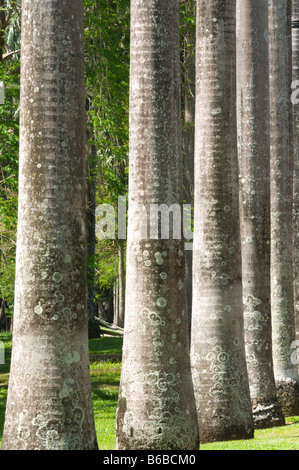 Venezolanische Königspalme (Roystonea Oleracea) Nahaufnahme des Rumpfes George Brown Botanic Gardens Darwin Northern Territory Australien Stockfoto