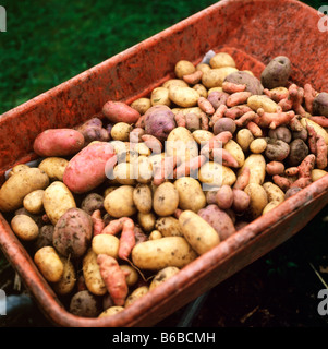 Eine Schubkarre Ladung homegrown Kartoffeln aus einem britischen Bio Garten Carmarthenshire Wales UK KATHY DEWITT Stockfoto