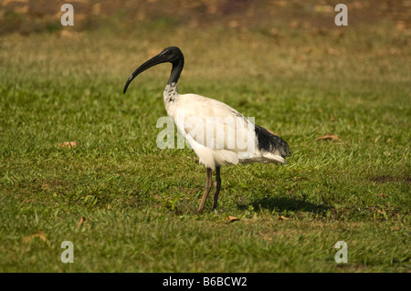 Australische White Ibis (Threskiornis Molukken) stehen am Ufer des gelben Flusses Northern Territory Australien Stockfoto