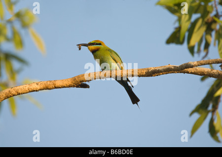 Die Regenbogen-Biene-Esser (Merops Ornatus) Erwachsenen füttern, halten Biene im Schnabel Fogg Dam Northern Territory Australien September Stockfoto