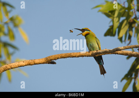 Die Regenbogen-Biene-Esser (Merops Ornatus) Erwachsenen Fütterung fangen Biene im Flug Fogg Dam Northern Territory Australien September Stockfoto