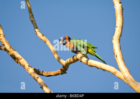 Rot-collared Lorikeet (Trichoglossus Rubritorquis) 4 Monate alten Küken thront auf dem Ast NT Australien Stockfoto