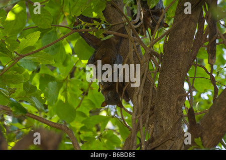 Black Flying Fox (Pteropus Alecto) Erwachsene Schlafplatz tagsüber im Baum East Alligator Region Kakadu National Park N.T. Au Stockfoto