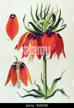 Fritillaria Imperialis, Kaiserkrone, giftige Pflanzen Illustrationen Stockfoto