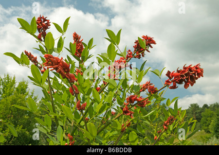 Cockspur Korallenbaum, Ceibo (Erythrina Crista-Galli), blühende Zweige Stockfoto