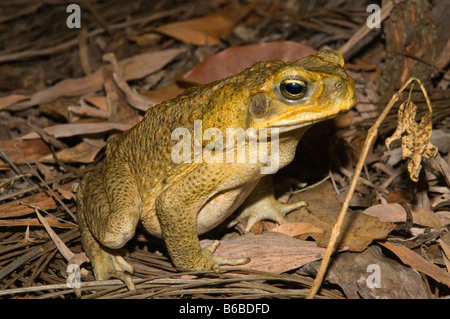 Cane Toad (Bufo Marinus) Erwachsenen eingeführten Schädlingsarten Lichfield Nationalpark northern Territory Australien Oktober Stockfoto