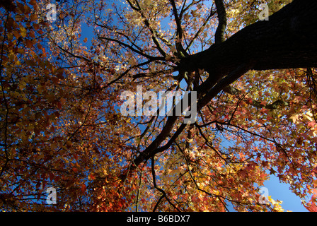 Laub Herbstfärbung des persischen Eisenholz Baum Parrotia persica Stockfoto