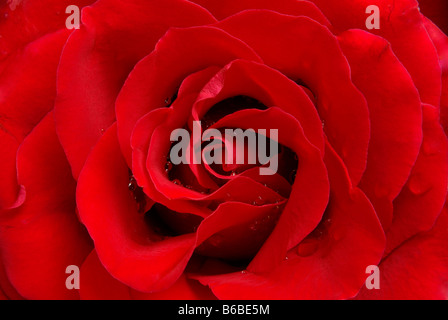 perfekte rote Rose Blume gesehen schließen sich Stockfoto