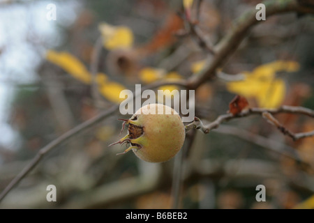 Medler ein europäischer Laubbaum (canescens Germanica) mit weißen Blüten und essbare apfelförmige Früchte. Stockfoto