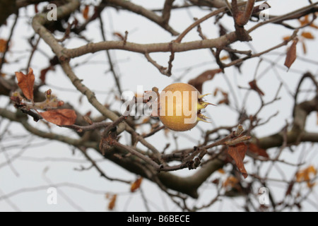 Medler ein europäischer Laubbaum (canescens Germanica) mit weißen Blüten und essbare apfelförmige Früchte. Stockfoto