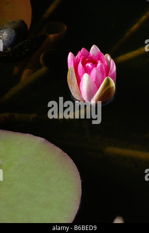 Rosa Seerose Stockfoto