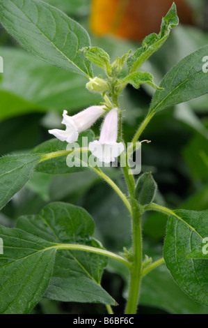 Sesam (Sesamum Indicum), Blüte Stockfoto