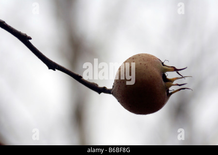 Medler ein europäischer Laubbaum (canescens Germanica) mit weißen Blüten und essbare apfelförmige Früchte. Stockfoto