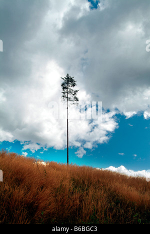 Niedrigen Winkel Aussicht über Baum im Feld Stockfoto